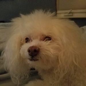 Meet your Posher, Leslie